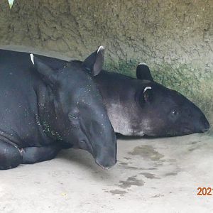 Malayan Tapir (Tapirus indicus)