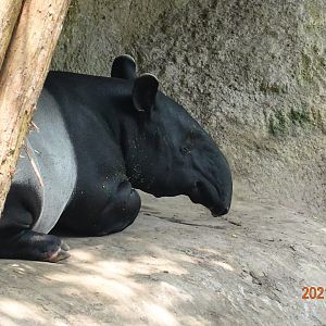 Malayan Tapir (Tapirus indicus)