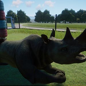Black Rhinoceros