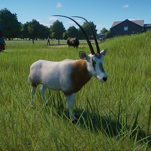 Scimitar horned Oryx