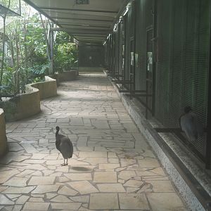 Walkway alongside aviaries on the second level of the tropical hall - With grey-winged trumpeters, 2020-06-20