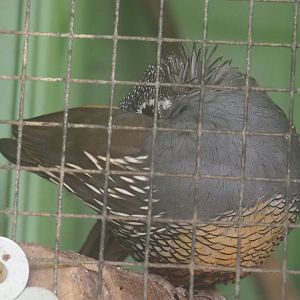 Preening Californian quail rooster (Callipepla californica), 2020-06-20