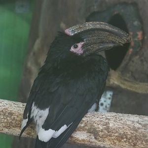 Trumpeter hornbill (Bycanistes bucinator), 2020-06-20