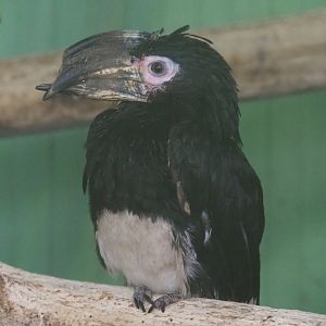 Trumpeter hornbill (Bycanistes bucinator), 2020-06-20