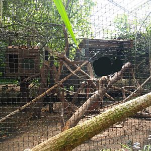 White-fronted lemur exhibit in the tropical hall, 2020-06-20