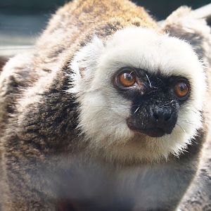 Male white-fronted lemur (Eulemur albifrons), 2020-06-20