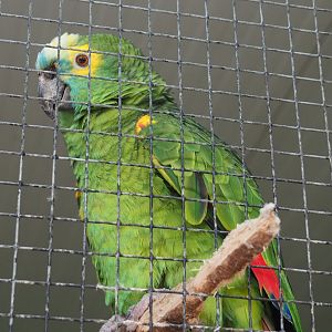 Turquoise-fronted amazon(Amazona aestiva aestiva), 2020-06-20