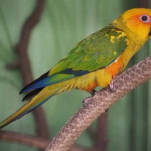 Juvenile Sun conure (Aratinga solstitialis), 2020-06-20