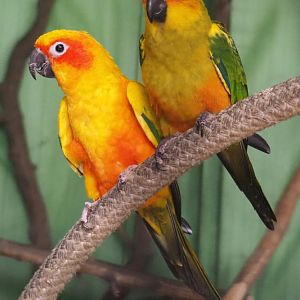 Sun conures, adult and juvenile (Aratinga solstitialis), 2020-06-20