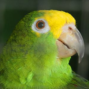 Yellow-crowned amazon (Amazona ochrocephala), 2020-06-20