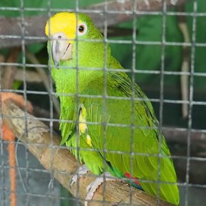 Yellow-crowned amazon (Amazona ochrocephala), 2020-06-20