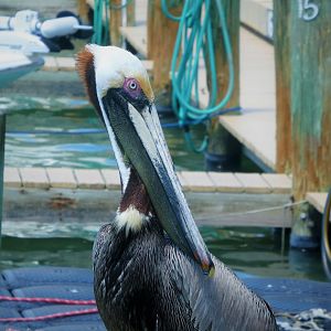 Brown Pelican