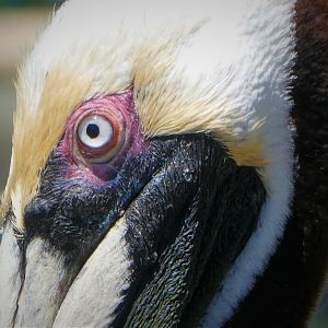 Brown Pelican