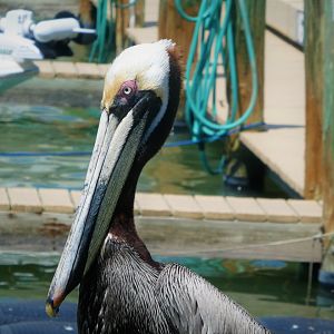 Brown Pelican