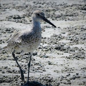 Willet