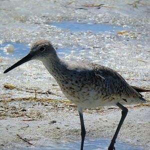 Willet