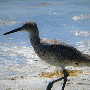 Willet
