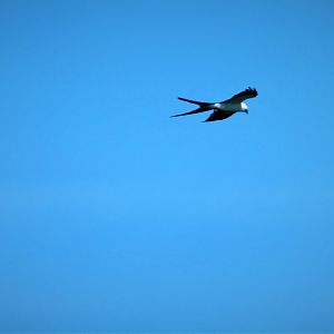 Swallow-tailed Kite