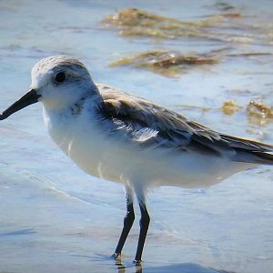 Sanderling