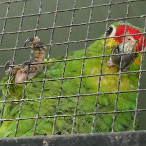 Red-lored amazon (Amazona autumnalis autumnalis), 2020-06-20