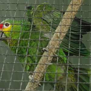 Red-lored amazon (Amazona autumnalis autumnalis), 2020-06-20