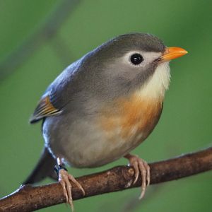 Red-billed leiothrix or Peking robin (Leiothrix lutea), 2020-06-20