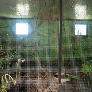 Red-billed leiothrix and Black-throated laughingthrush aviary, 2020-06-20