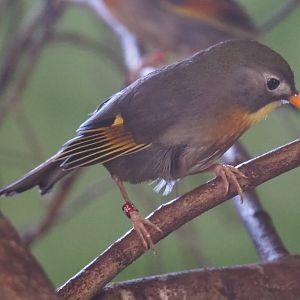Red-billed leiothrix or Peking robin (Leiothrix lutea), 2020-06-20