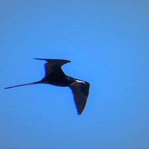Magnificent Frigatebird