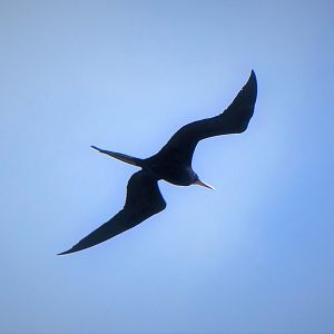 Magnificent Frigatebird