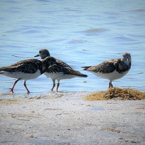 Ruddy Turnstones
