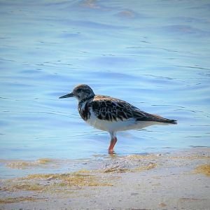 Ruddy Turnstone