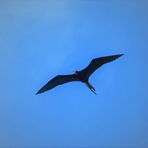 Magnificent Frigatebird