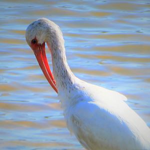American White Ibis