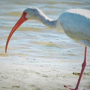 American White Ibis
