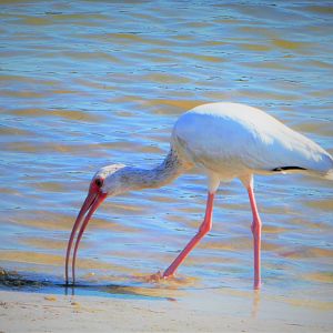 American White Ibis
