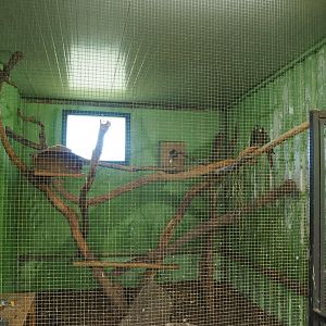 Chestnut-fronted macaw or Severe macaw aviary, 2020-06-20