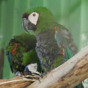 Chestnut-fronted macaws or Severe macaws (Ara severus), 2020-06-20