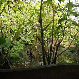 Pond in the tropical hall, 2020-06-20