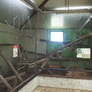 Cape genet exhibit, 2020-06-20
