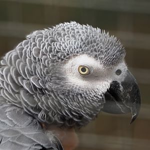Congo African grey parrot (Psittacus erithacus erithacus), 2020-06-20
