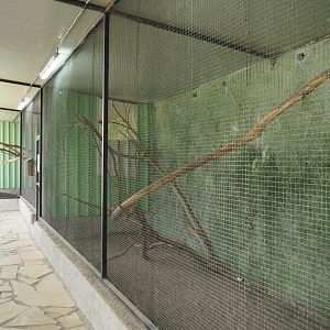 Silvery-cheeked hornbill aviary, 2020-06-20