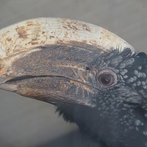 Silvery-cheeked hornbill (Bycanistes brevis), 2020-06-20