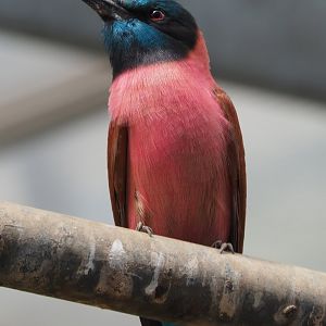 Northern carmine bee-eater (Merops nubicus), 2020-06-20