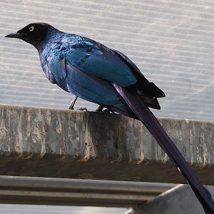Long-tailed glossy starling (Lamprotornis caudatus), 2020-06-20
