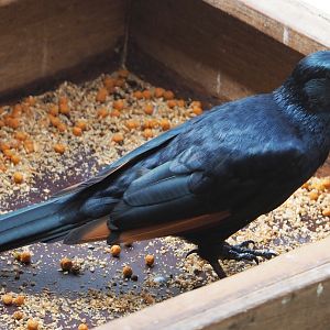 Red-winged starling (Onychognathus morio), 2020-06-20
