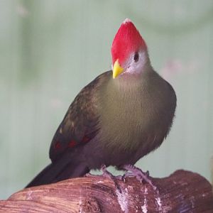 Red-crested turaco (Tauraco erythrolophus), 2020-06-20