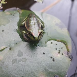 Green & Golden Bell Frog