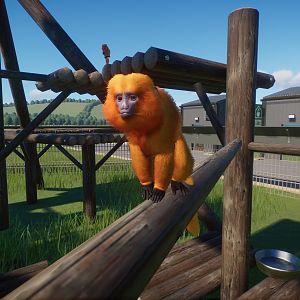 Golden Lion Tamarin
