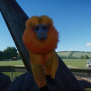 Golden Lion Tamarin closeup